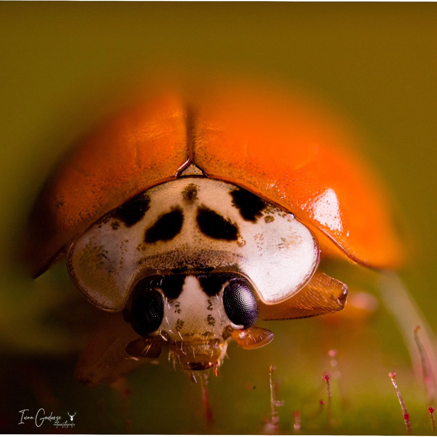 Extreme En Ultra Macro
